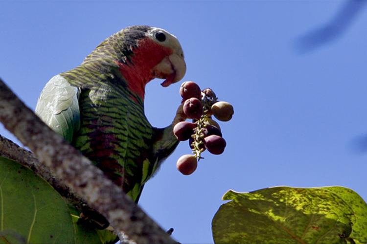 Наблюдение за птицами в центре Кубы