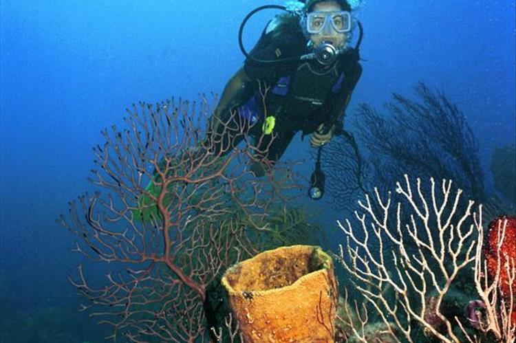 María La Gorda, der Traum eines jeden Tauchers