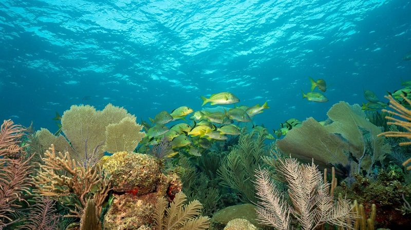 Barrera de coral Jardines de la Reina, Cuba Barrera de coral Jardines de la Reina, Cuba