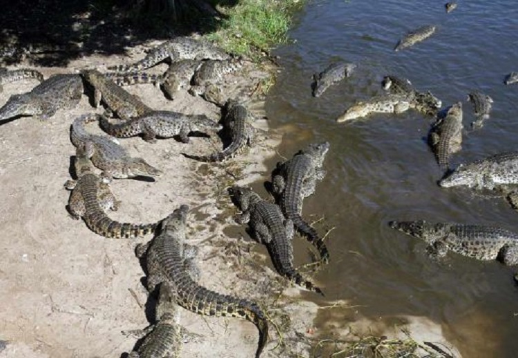 Crocodile breeding farm in Cienaga de Zapata, Matanzas, Cuba. Crocodile breeding farm in Cienaga de Zapata, Matanzas, Cuba.