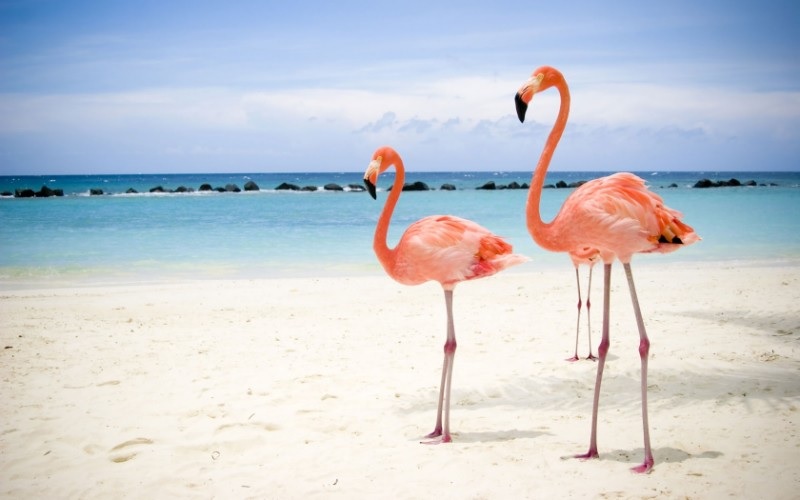 Flamencos en Playa Santa Lucía, Camagüey, Cuba Flamencos en Playa Santa Lucía, Camagüey, Cuba