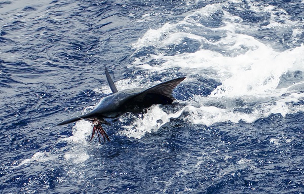 Pesca-de-la-aguja Pesca-de-la-aguja