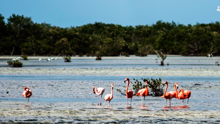 Pink flamingos' flock in Cienaga de Zapata, Matanzas, Cuba. Pink flamingos' flock in Cienaga de Zapata, Matanzas, Cuba.