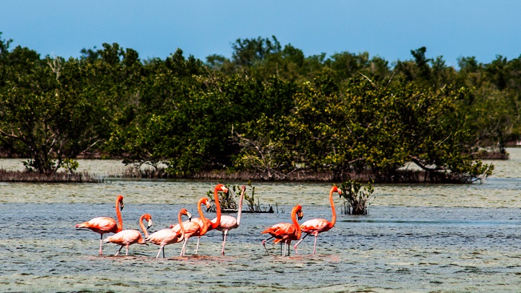 Flamingos in Cienaga de Zapata, Matanzas, Cuba Flamingos in Cienaga de Zapata, Matanzas, Cuba