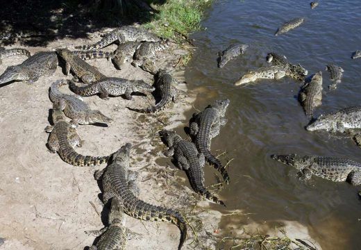 Criadero de Cocodrilos en la Ciénaga de Zapata Criadero de Cocodrilos en la Ciénaga de Zapata