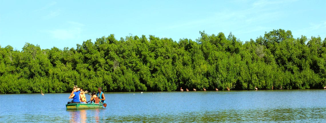 Flamants roses, Lagune de Guanaroca, Cienfuegos, Cuba Travel