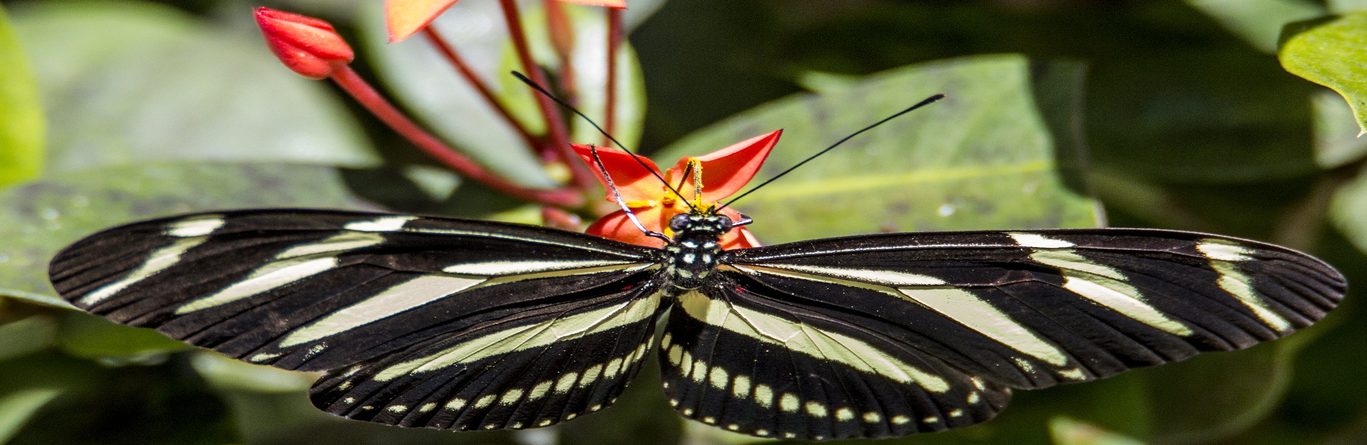 Monarch butterfly, Mayabeque, Cuba Travel