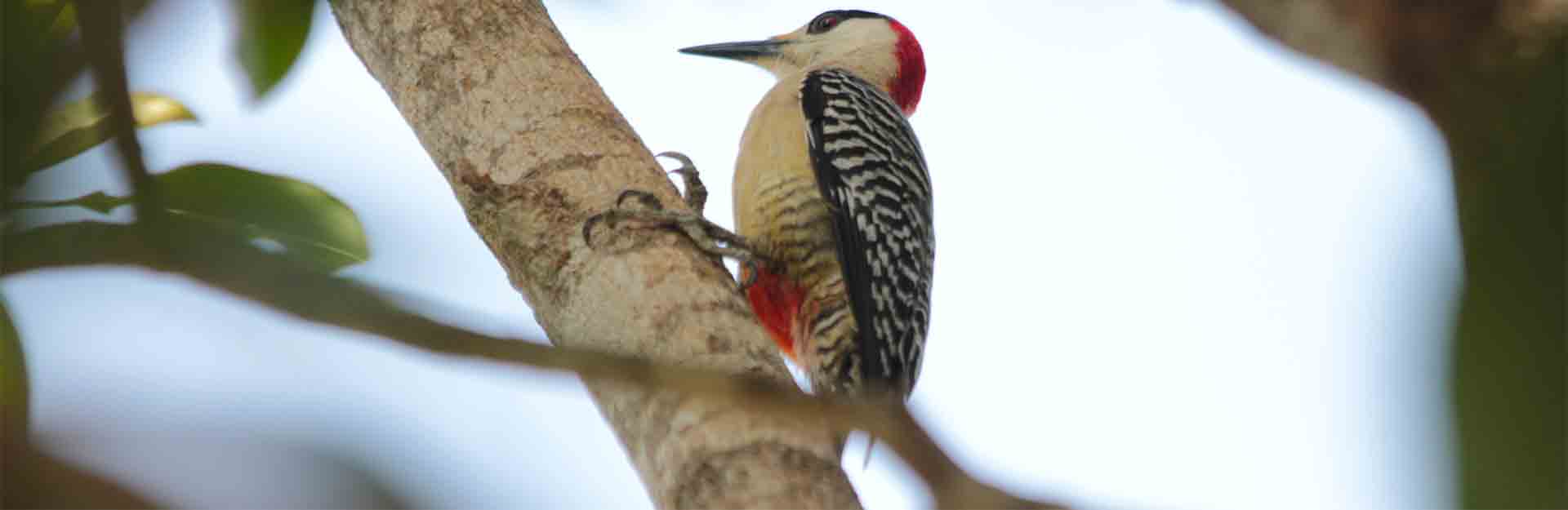 Ave-Naturaleza-Holguín-Cuba