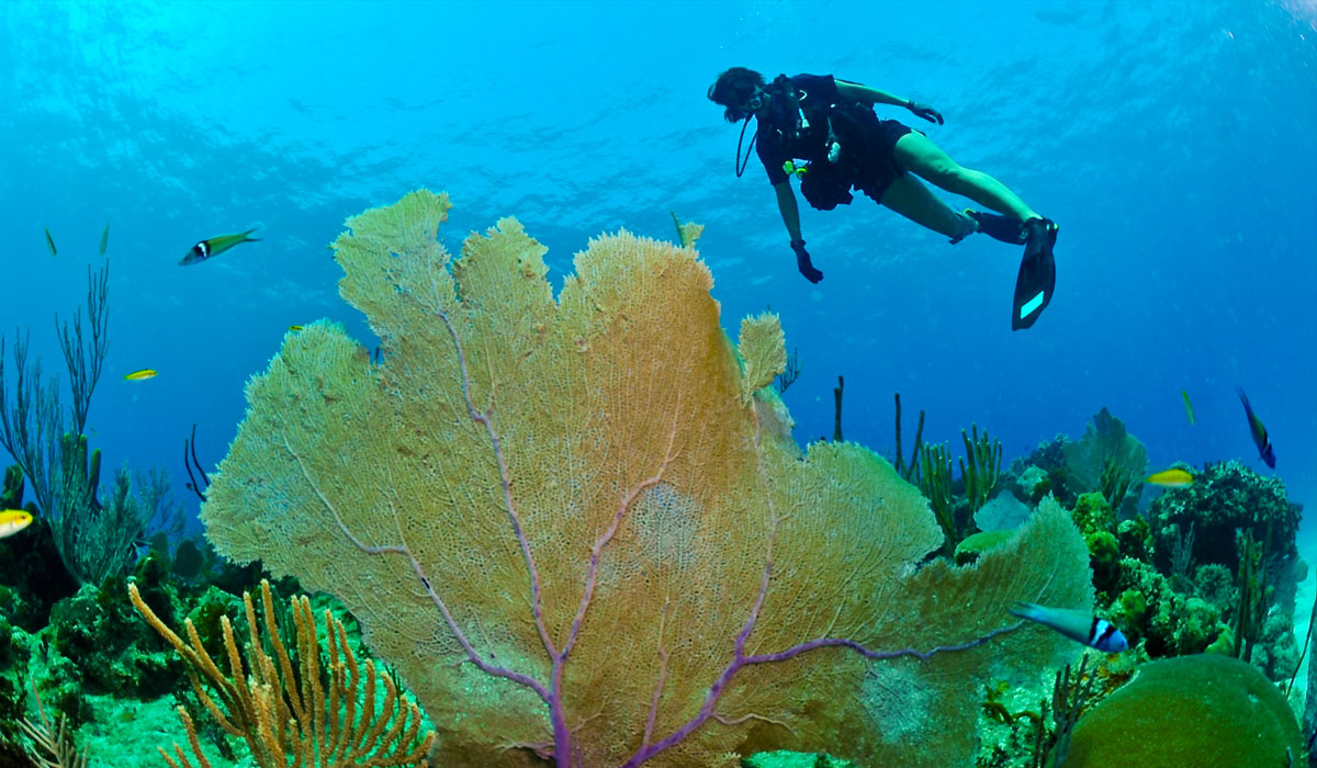 Descubra nuestros arrecifes coralinos. Descubra nuestros arrecifes coralinos.