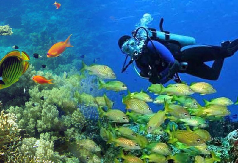 Enjoy the richness of Cuba's seawater life. Enjoy the richness of Cuba's seawater life.