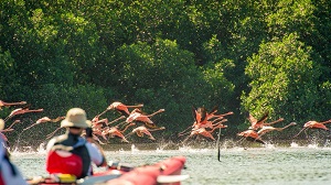 Flamencos en Cienaga de Zapata