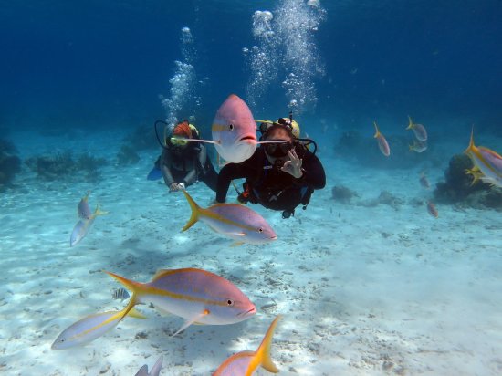 Buceo en Cuba Buceo en Cuba