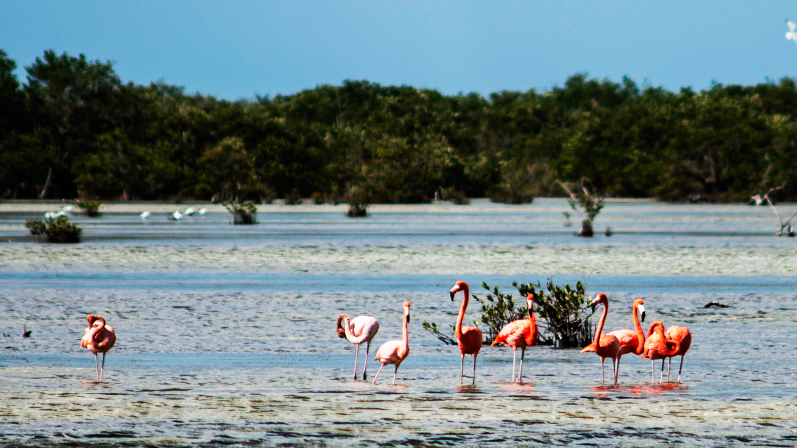 Flamencos Rosados Flamencos Rosados