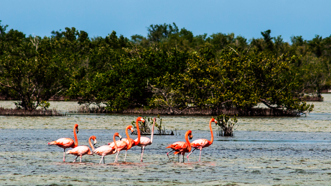 Flamencos rosados Flamencos rosados