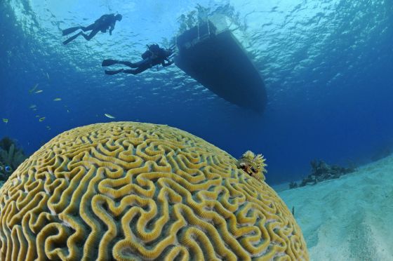 The Greatest of the Antilles' sea bottom attractions. The Greatest of the Antilles' sea bottom attractions.