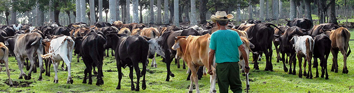 Livestock in Camagüey Ganadería en Camagüey