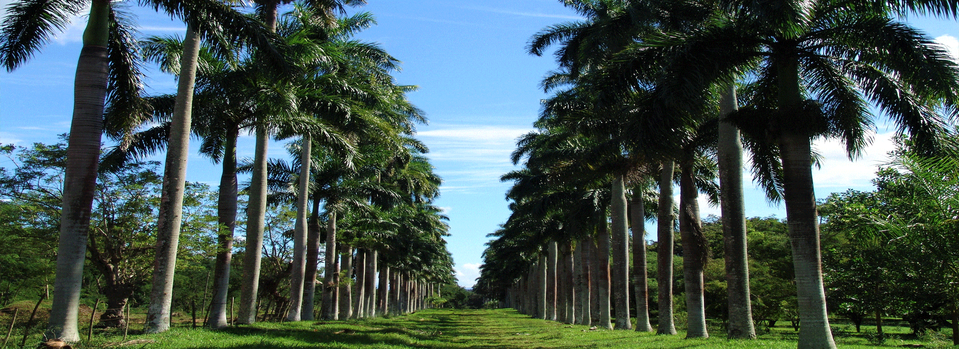 Jardín Botánico.Cienfuegos