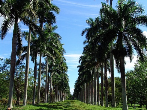 Colección de Palmas Reales.Jardín Botánico.Cienfuegos.Cubatravel Colección de Palmas Reales.Jardín Botánico.Cienfuegos.Cubatravel