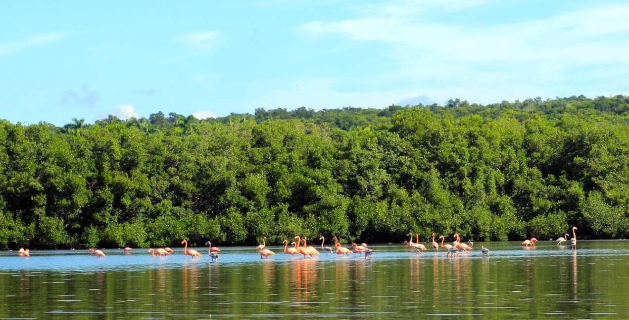 Flamencos rosados,Laguna Guanaroca,Cienfuegos, Cuba Travel