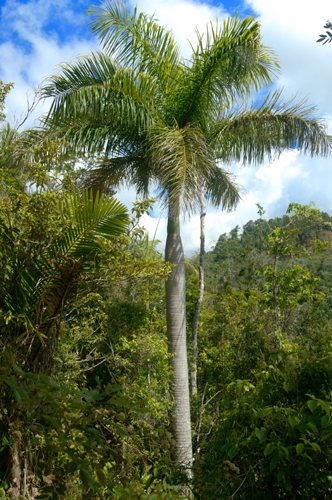 Palma Real, árbol nacional de Cuba