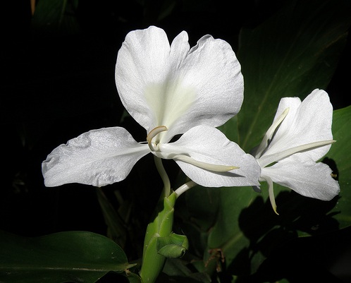 La Mariposa, Flor nacional de Cuba